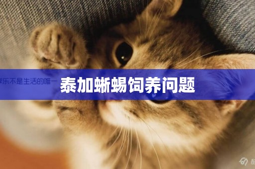 泰加蜥蜴飼養問題
