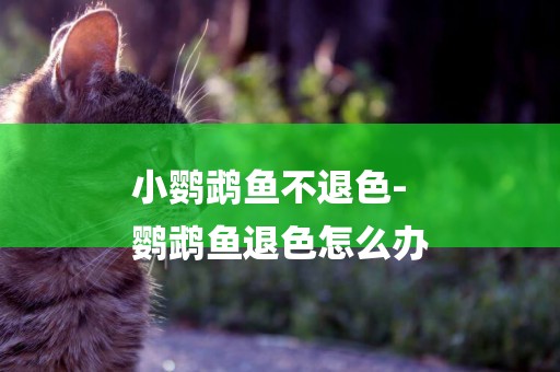 小鸚鵡魚不退色-
鸚鵡魚退色怎么辦