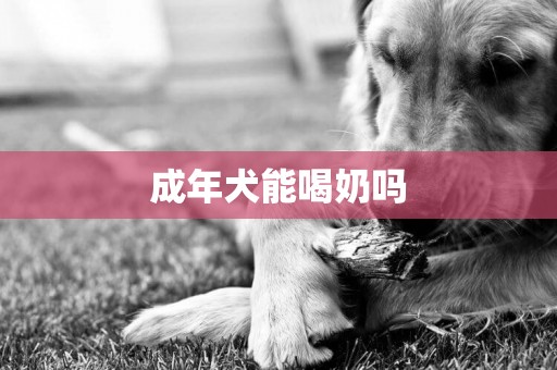成年犬能喝奶嗎