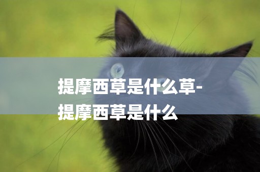 提摩西草是什么草-
提摩西草是什么