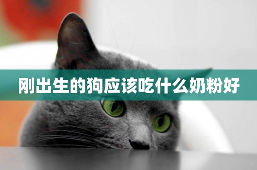 剛出生的狗應該吃什么奶粉好