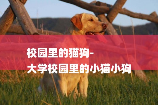 校園里的貓狗-
大學校園里的小貓小狗