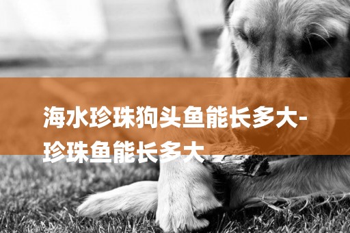 海水珍珠狗頭魚能長多大-
珍珠魚能長多大