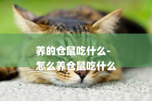 養的倉鼠吃什么-
怎么養倉鼠吃什么