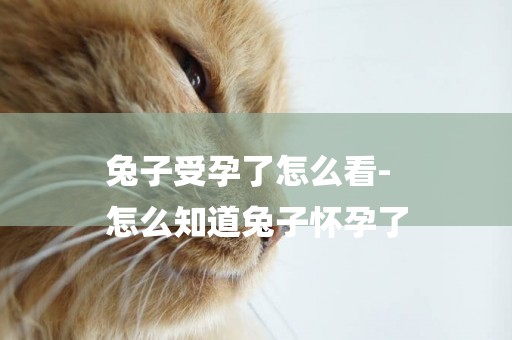 兔子受孕了怎么看-
怎么知道兔子懷孕了