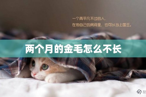 兩個月的金毛怎么不長