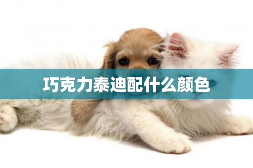 巧克力泰迪配什么顏色