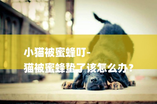 小貓被蜜蜂叮-
貓被蜜蜂蟄了該怎么辦？