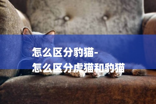 怎么區分豹貓-
怎么區分虎貓和豹貓