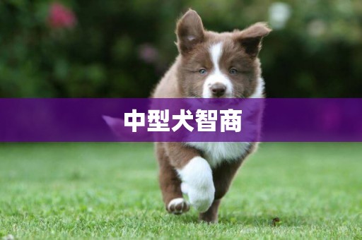 中型犬智商