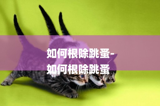 如何根除跳蚤-
如何根除跳蚤