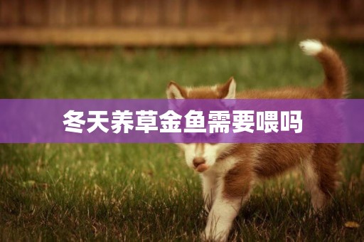 冬天養草金魚需要喂嗎