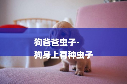 狗爸爸蟲子-
狗身上有種蟲子