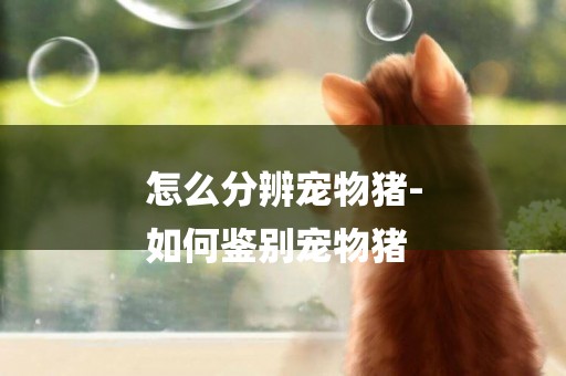 怎么分辨寵物豬-
如何鑒別寵物豬