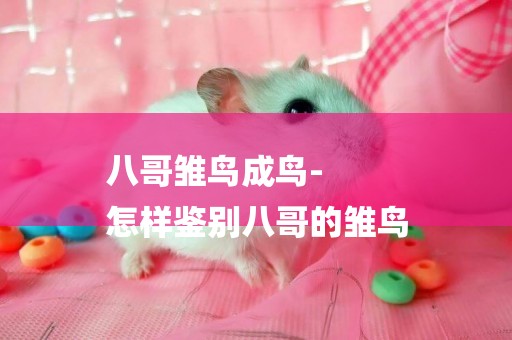 八哥雛鳥成鳥-
怎樣鑒別八哥的雛鳥