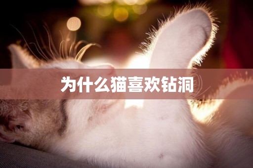 為什么貓喜歡鉆洞