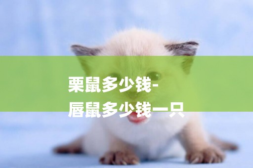 栗鼠多少錢-
唇鼠多少錢一只