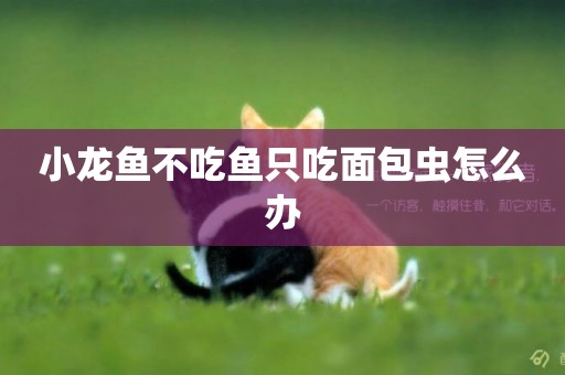 小龍魚不吃魚只吃面包蟲怎么辦