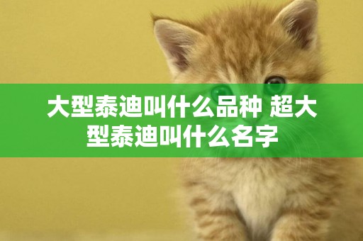 大型泰迪叫什么品種 超大型泰迪叫什么名字