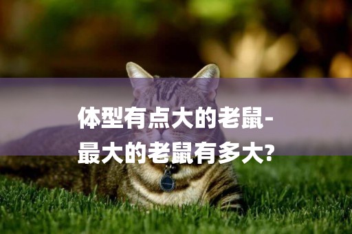 體型有點大的老鼠-
最大的老鼠有多大?