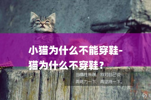 小貓為什么不能穿鞋-
貓為什么不穿鞋？