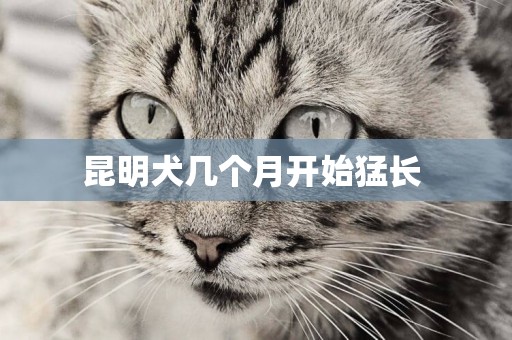 昆明犬幾個月開始猛長 