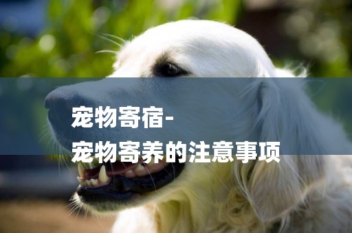 寵物寄宿-
寵物寄養的注意事項
