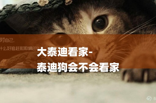 大泰迪看家-
泰迪狗會不會看家