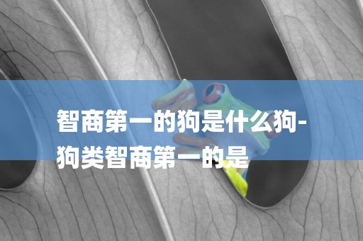 智商第一的狗是什么狗-
狗類智商第一的是