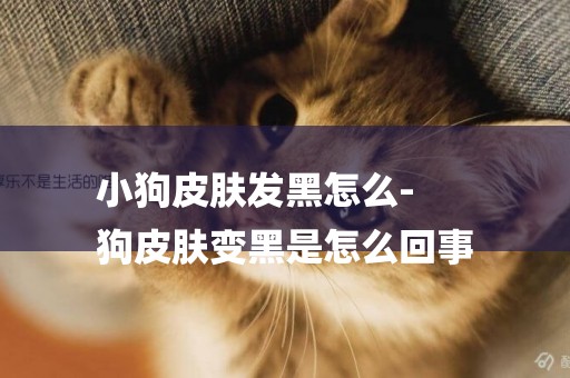 小狗皮膚發黑怎么-
狗皮膚變黑是怎么回事