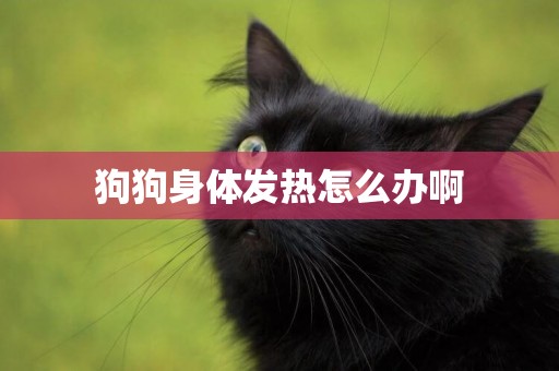 狗狗身體發熱怎么辦啊