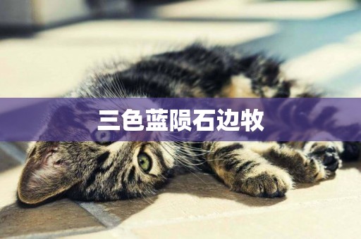 三色藍隕石邊牧