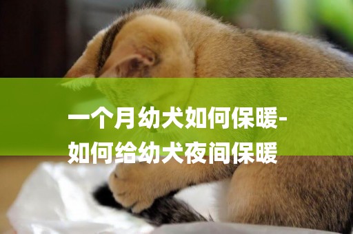 一個月幼犬如何保暖-
如何給幼犬夜間保暖