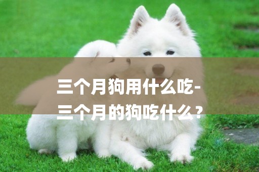 三個月狗用什么吃-
三個月的狗吃什么？
