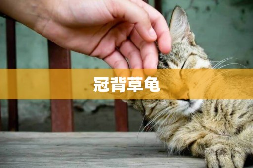 冠背草龜
