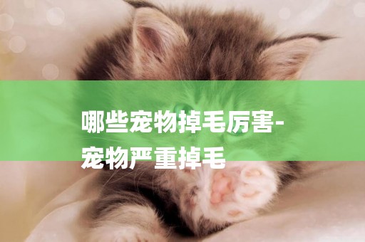 哪些寵物掉毛厲害-
寵物嚴重掉毛