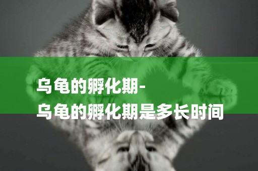 烏龜的孵化期-
烏龜的孵化期是多長時間