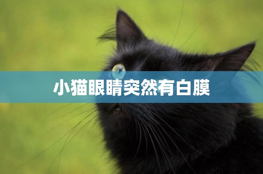 小貓眼睛突然有白膜