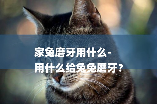 家兔磨牙用什么-
用什么給兔兔磨牙？