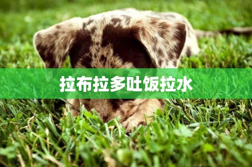 拉布拉多吐飯拉水