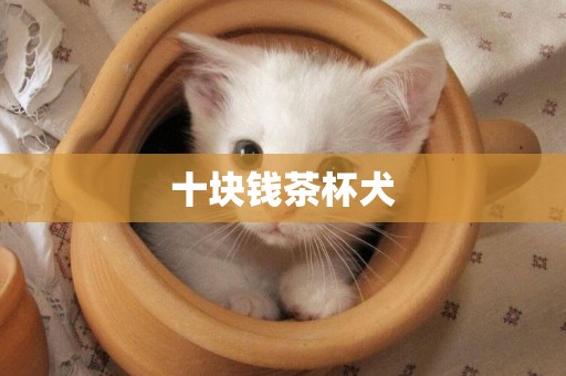 十塊錢茶杯犬