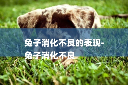 兔子消化不良的表現-
兔子消化不良