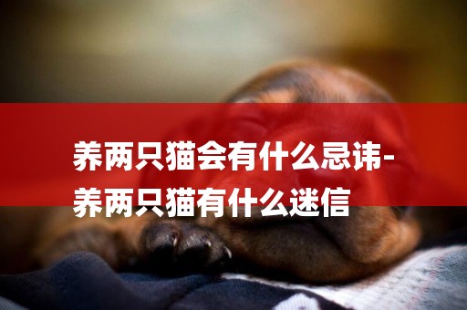 養兩只貓會有什么忌諱-
養兩只貓有什么迷信