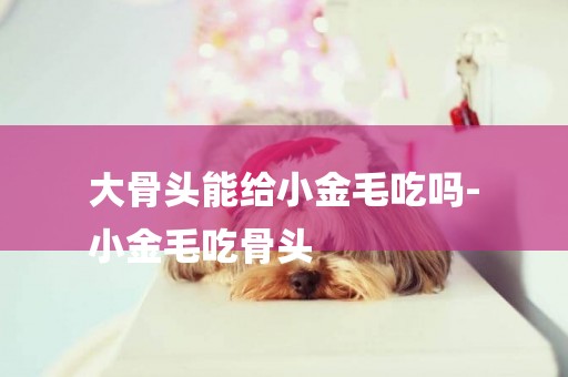 大骨頭能給小金毛吃嗎-
小金毛吃骨頭