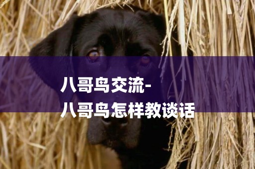 八哥鳥交流-
八哥鳥怎樣教談話
