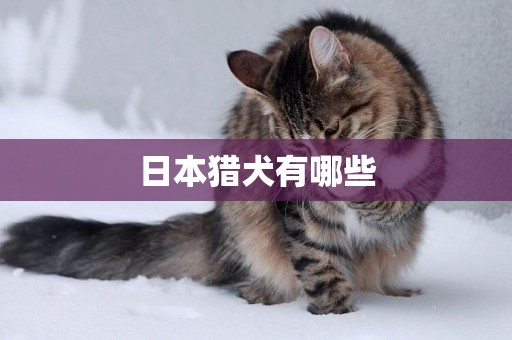 日本獵犬有哪些
