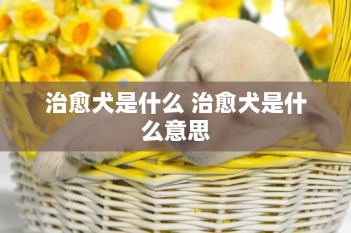治愈犬是什么 治愈犬是什么意思