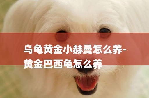 烏龜黃金小赫曼怎么養-
黃金巴西龜怎么養