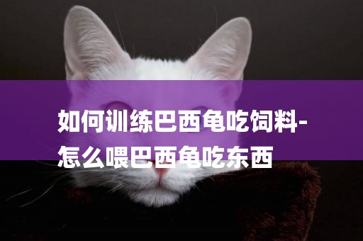 如何訓練巴西龜吃飼料-
怎么喂巴西龜吃東西