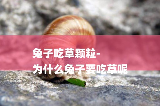 兔子吃草顆粒-
為什么兔子要吃草呢